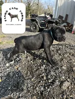Turquoise, a female Cane Corso for sale in Tuscaloosa, AL – Photo 2 of 5