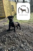 Turquoise, a female Cane Corso for sale in Tuscaloosa, AL – Photo 1 of 5