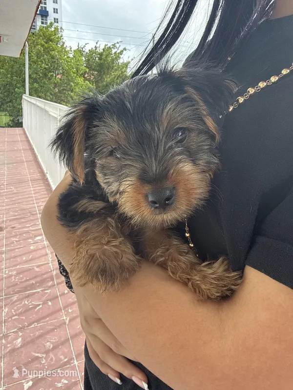 Baby Boy Green Collar – Yorkshire Terrier puppy for sale in Miami, FL