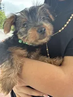 Baby Boy Green Collar, a male Yorkshire Terrier for sale in Miami, FL – Photo 3 of 3