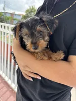 Baby Boy Green Collar, a male Yorkshire Terrier for sale in Miami, FL – Photo 2 of 3