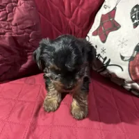 Baby Boy Green Collar, a male Yorkshire Terrier for sale in Miami, FL – Photo 3 of 3