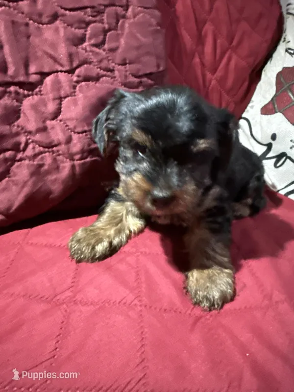 Baby Boy Green Collar