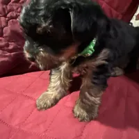 Baby Boy Green Collar, a male Yorkshire Terrier for sale in Miami, FL – Photo 2 of 3