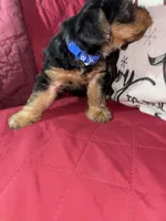 Baby Boy Blue Collar, a male Yorkshire Terrier for sale in Miami, FL – Photo 3 of 4
