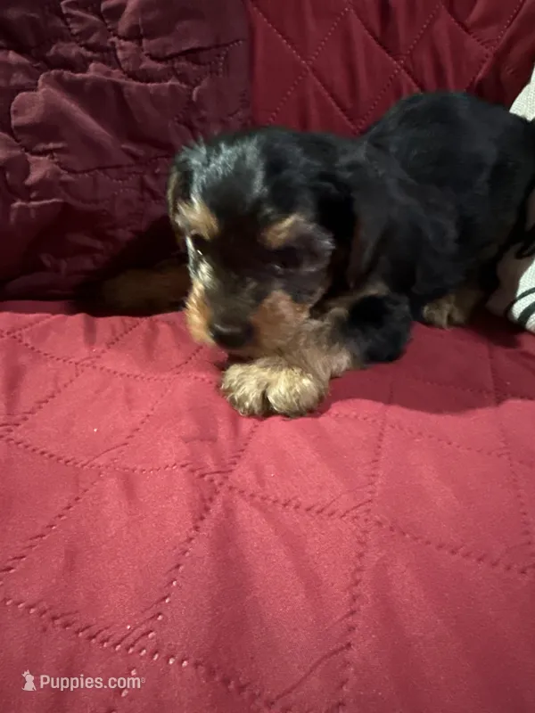 Baby Boy Blue Collar