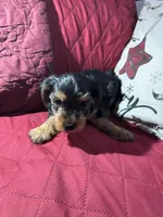 Baby Boy Blue Collar, a male Yorkshire Terrier for sale in Miami, FL – Photo 4 of 4