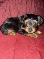 Baby Boy Red Collar, a male Yorkshire Terrier for sale in Miami, FL – Photo 3 of 4