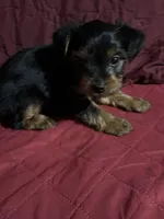 Baby Boy Red Collar, a male Yorkshire Terrier for sale in Miami, FL – Photo 1 of 4