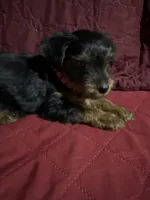 Baby Boy Red Collar, a male Yorkshire Terrier for sale in Miami, FL – Photo 4 of 4