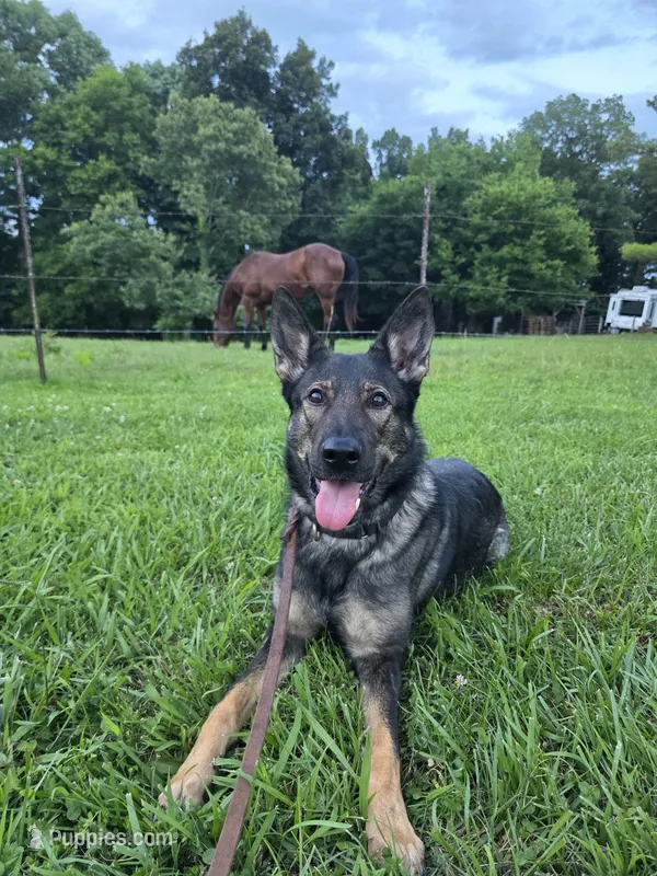 Nina – German Shepherd Dog puppy for sale in Dickson, TN