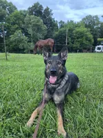 Nina, a female German Shepherd Dog for sale in Dickson, TN – 1 of 1
