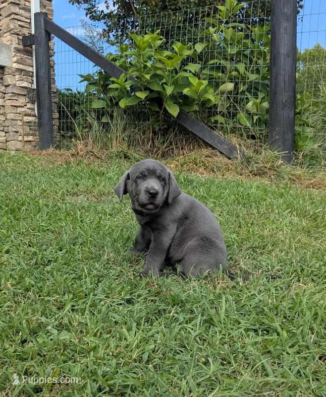 Dark Purple – Labrador Retriever puppy for sale in Palmyra, VA