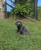 Dark Purple, a female Labrador Retriever for sale in Palmyra, VA – 1 of 3
