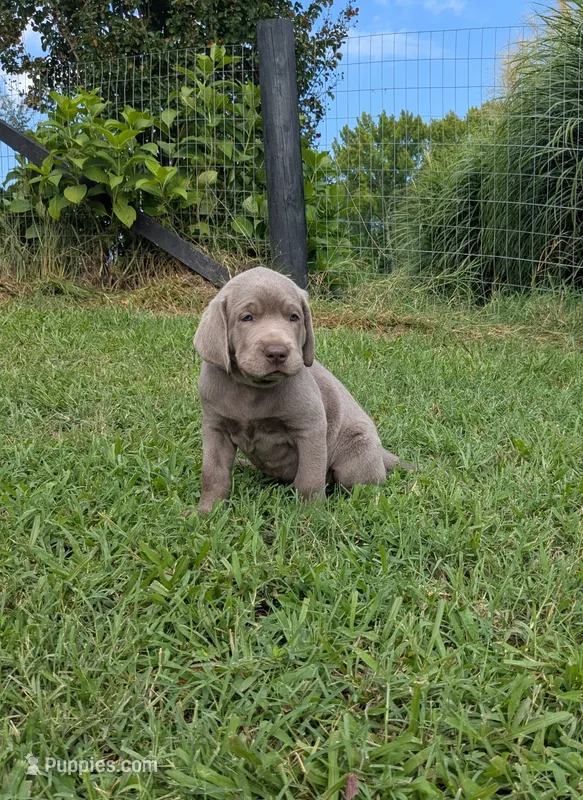 Dark Green – Labrador Retriever puppy for sale in Palmyra, VA