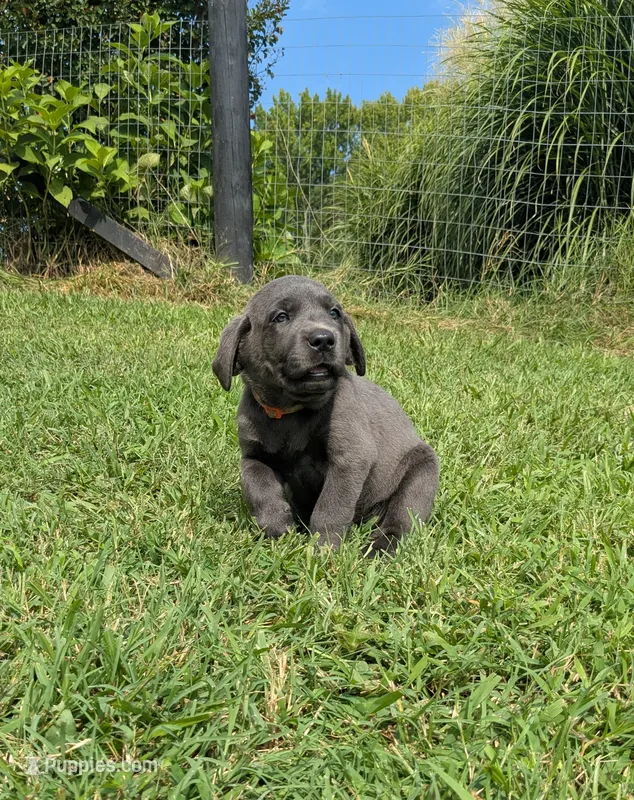 Orange  – Labrador Retriever puppy for sale in Palmyra, VA