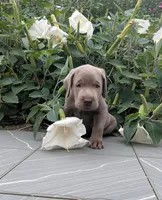 Dark Green, a male Labrador Retriever for sale in Palmyra, VA – 2 of 3