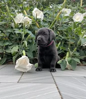Dark Pink, a female Labrador Retriever for sale in Palmyra, VA – 2 of 3
