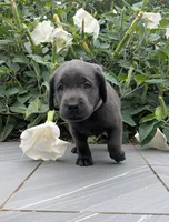Light Purple, a female Labrador Retriever for sale in Palmyra, VA – 2 of 3