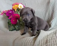 Red , a female Labrador Retriever for sale in Palmyra, VA – 3 of 3