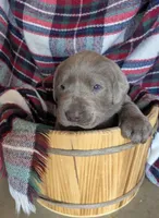 Orange , a male Labrador Retriever for sale in Palmyra, VA – Photo 3 of 3