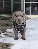 Orange , a male Labrador Retriever for sale in Palmyra, VA – Photo 1 of 3