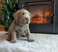 Orange , a male Labrador Retriever for sale in Palmyra, VA – Photo 2 of 3