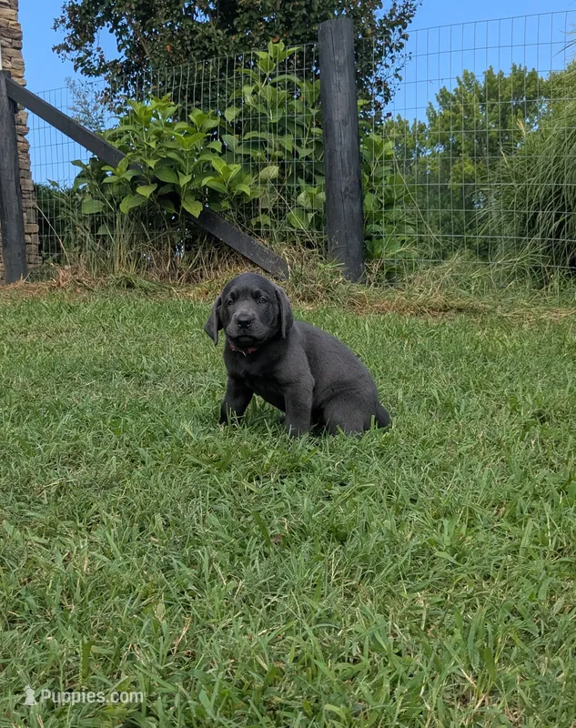 Dark Pink – Labrador Retriever puppy for sale in Palmyra, VA