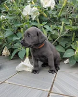 Orange , a female Labrador Retriever for sale in Palmyra, VA – 2 of 3