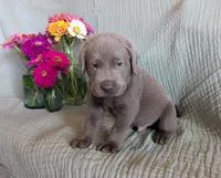 Light Blue, a male Labrador Retriever for sale in Palmyra, VA – 3 of 3