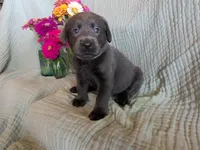 Light Purple, a female Labrador Retriever for sale in Palmyra, VA – 3 of 3