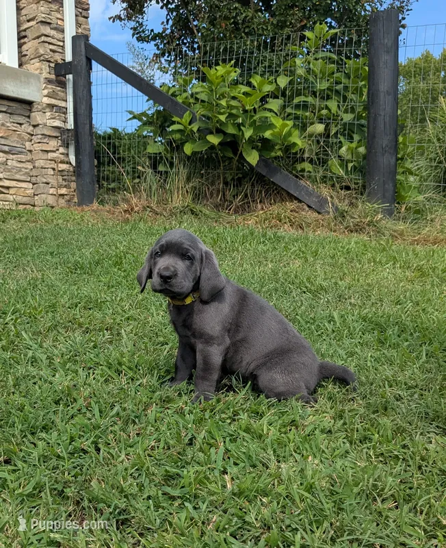 Yellow – Labrador Retriever puppy for sale in Palmyra, VA