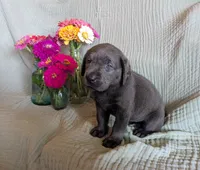 Dark Pink, a female Labrador Retriever for sale in Palmyra, VA – 3 of 3