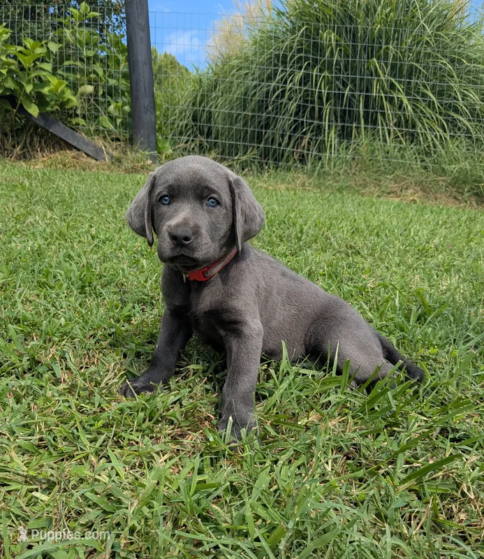 Red  – Labrador Retriever puppy for sale in Palmyra, VA