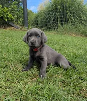 Red , a female Labrador Retriever for sale in Palmyra, VA – 1 of 3