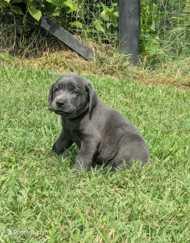 Light Purple – Labrador Retriever puppy for sale in Palmyra, VA