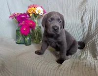 Yellow, a female Labrador Retriever for sale in Palmyra, VA – 3 of 3
