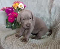 Dark Green, a male Labrador Retriever for sale in Palmyra, VA – 3 of 3