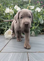 Light Blue, a male Labrador Retriever for sale in Palmyra, VA – 2 of 3