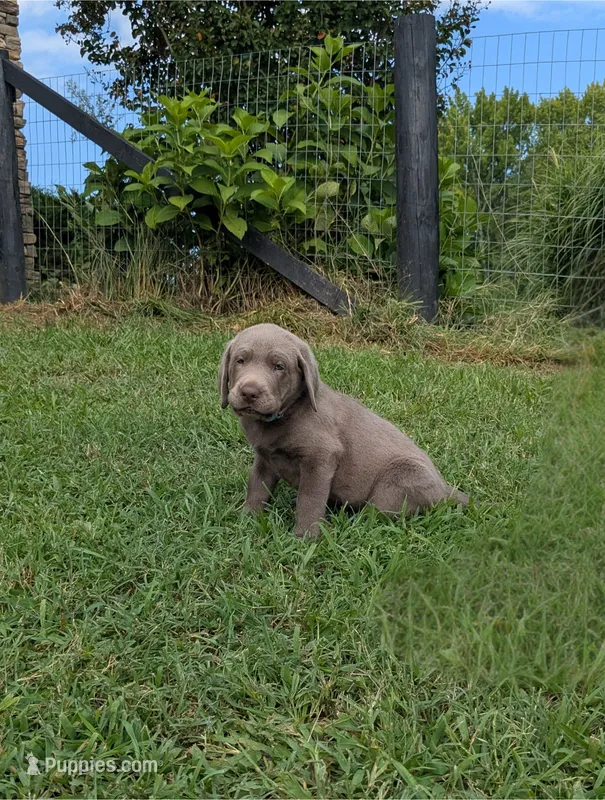 Light Blue – Labrador Retriever puppy for sale in Palmyra, VA