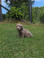 Light Blue, a male Labrador Retriever for sale in Palmyra, VA – 1 of 3