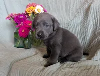 Orange , a female Labrador Retriever for sale in Palmyra, VA – 3 of 3