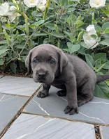 Red , a female Labrador Retriever for sale in Palmyra, VA – 2 of 3