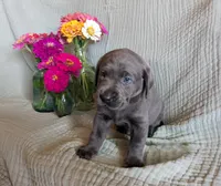 Dark Purple, a female Labrador Retriever for sale in Palmyra, VA – 3 of 3