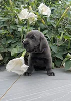 Dark Purple, a female Labrador Retriever for sale in Palmyra, VA – 2 of 3
