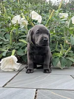 Yellow, a female Labrador Retriever for sale in Palmyra, VA – 2 of 3