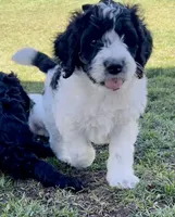 Shelby - F1B, a male Springer Doodle for sale in Prairie City, OR – Photo 2 of 2