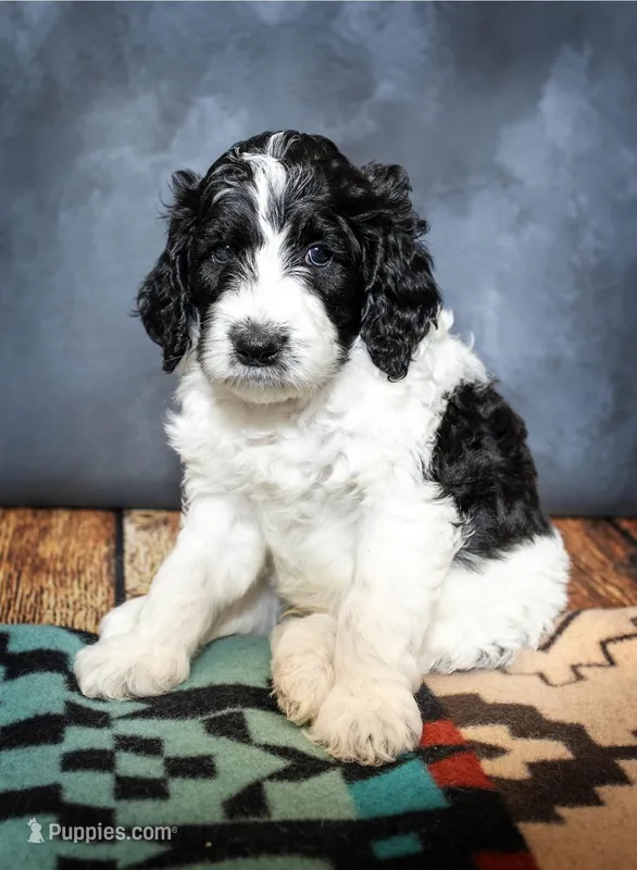 Shelby - F1B – Springer Doodle puppy for sale in Prairie City, OR