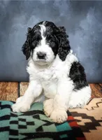Shelby - F1B, a male Springer Doodle for sale in Prairie City, OR – Photo 1 of 2