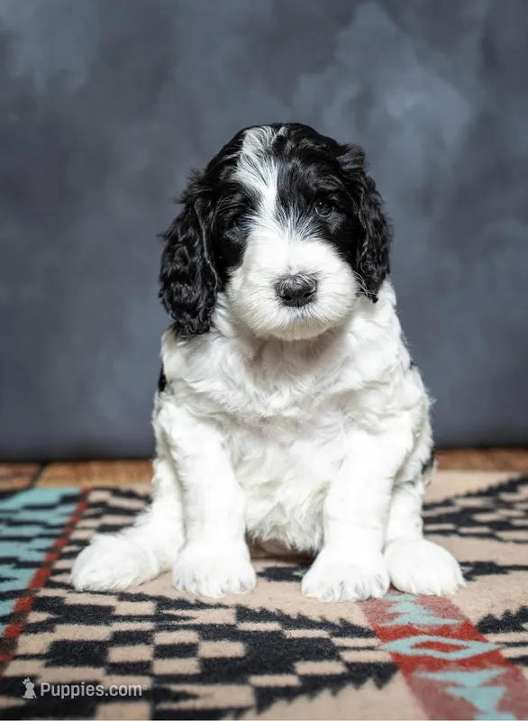 Mia - F1B – Springer Doodle puppy for sale in Prairie City, OR
